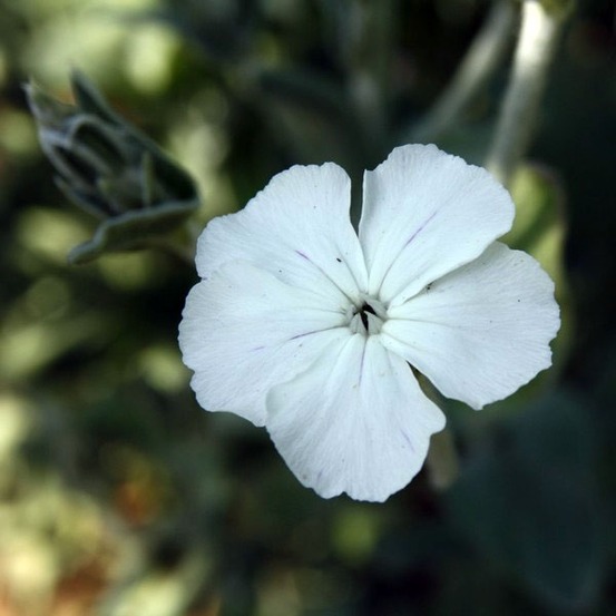 Lychnis coronaria 'alba' pot de 2l/3l