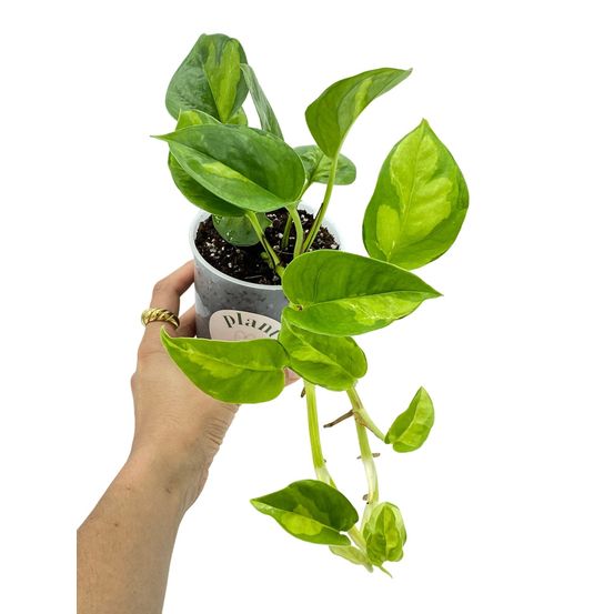 Epipremnum global green - pot de 9cm - plantes d'intérieur