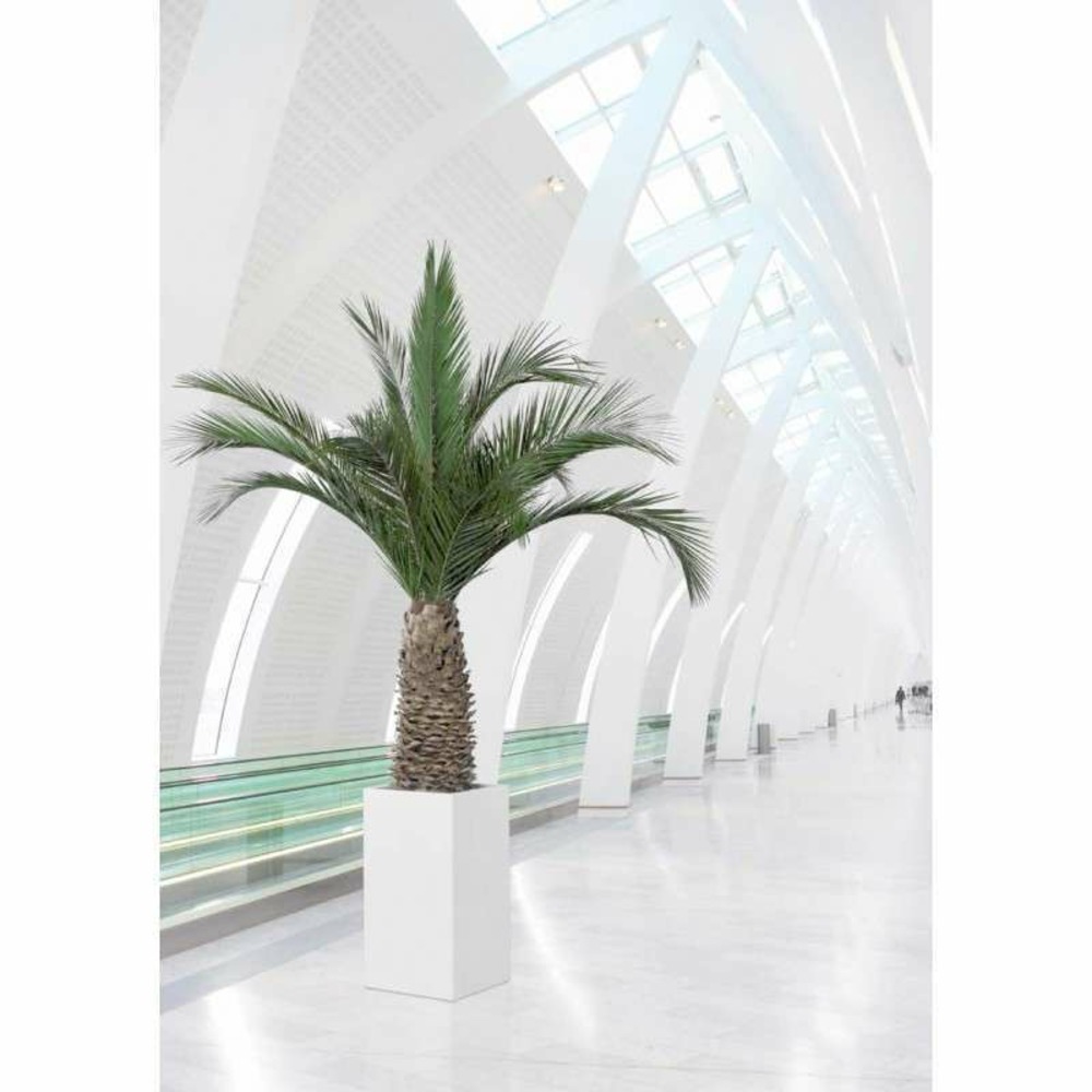 Palmier agave naturel stabilisé 230 cm