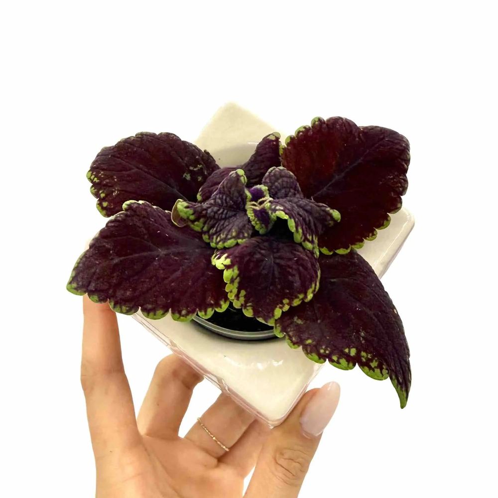 Coleus abbey road - pot de 6cm - plantes d'intérieur