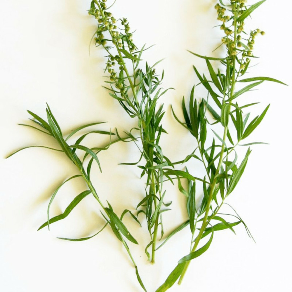 Estragon - prêt à consommer pot de 1,5l - 10/20 cm