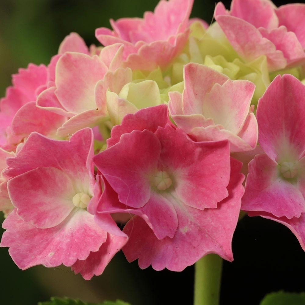 Hortensia 'gertrude glahn' pot de 2l/3l