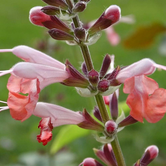 Penstemon hewell pink bedder lot de 9 godets