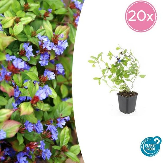 Plumbago de chine x20 – entre 1,25 et 1,67m2