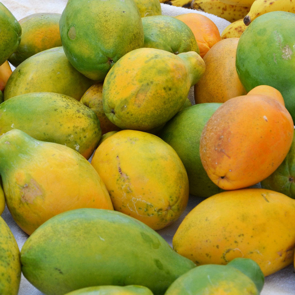 Papayer : carica papaya var. Alicia (variété petite) pot de 7 litres ? 60/80 cm -