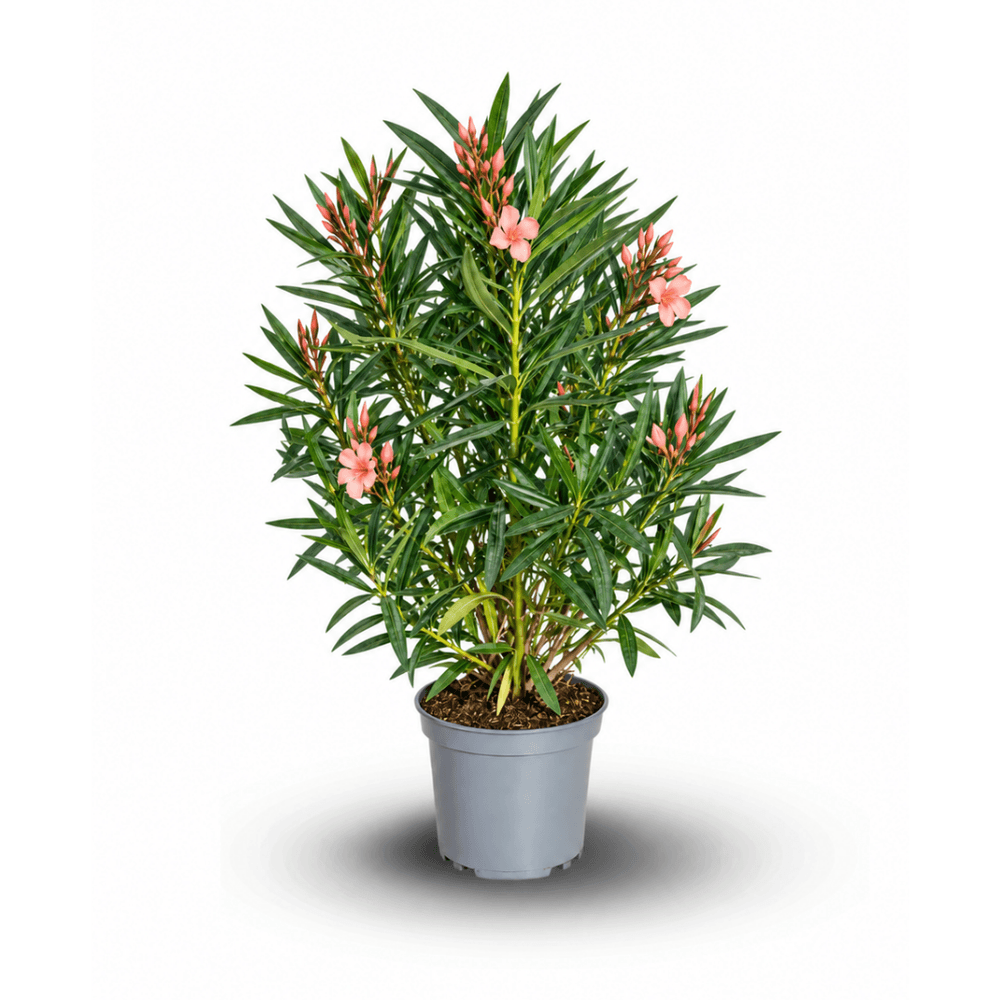 Laurier rose - nerium oleander - ↕ 90-100 cm - ⌀ 24 cm - plante d'extérieur - fleur saumon