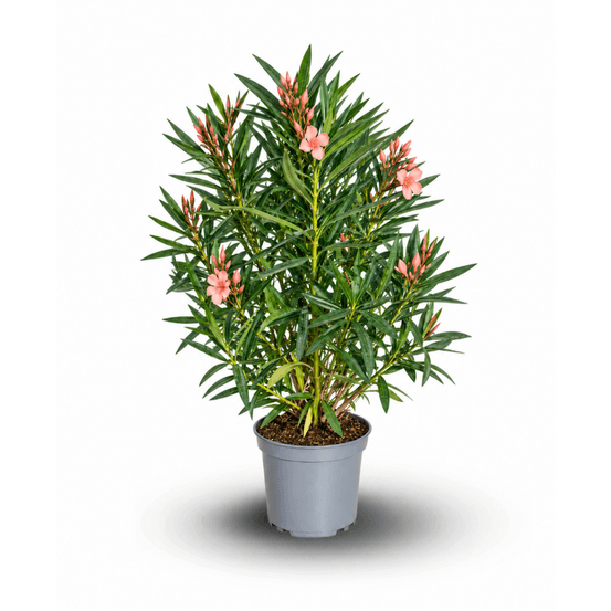 Laurier rose - nerium oleander - ↕ 90-100 cm - ⌀ 24 cm - plante d'extérieur - fleur saumon