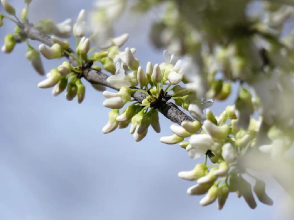 Cercis canadensis royal white c15l baliveau 150/250 cm (hors pot)