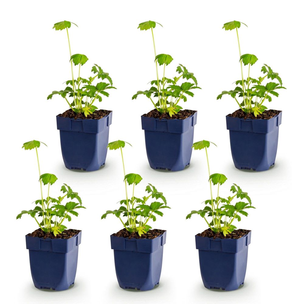 Astrance - lot de 6 - pot 11 cm - hauteur 25 cm - plante d'extérieur