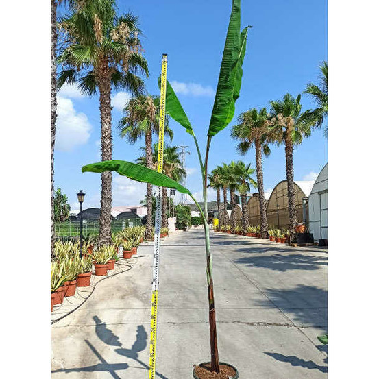 Bananier musa cheesmanii pot de 25l - 200-225cm