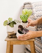 Plante d'intérieur - coffret calathea lovers - trio de baby plantes 12cm