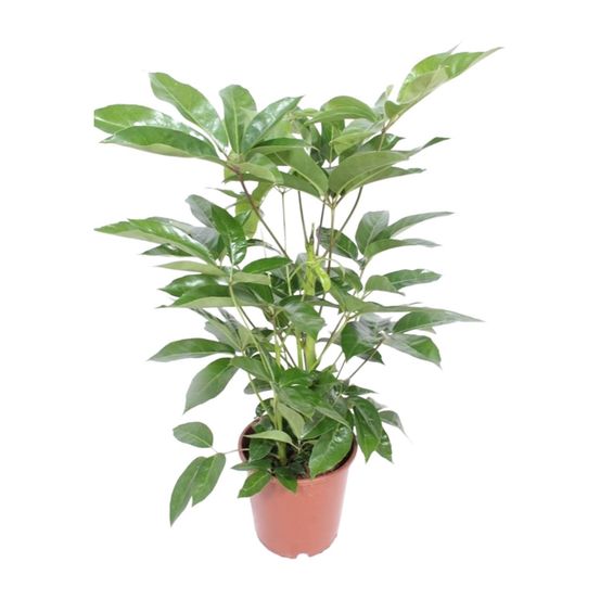 Schefflera actinophylla amate - ø24cm - ↕100cm - plantes d'intérieur