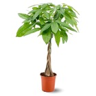 Pachira aquatica - plante d'intérieur - peu d'entretien - ↕ 70-80 cm - ⌀ 17 cm - money tree