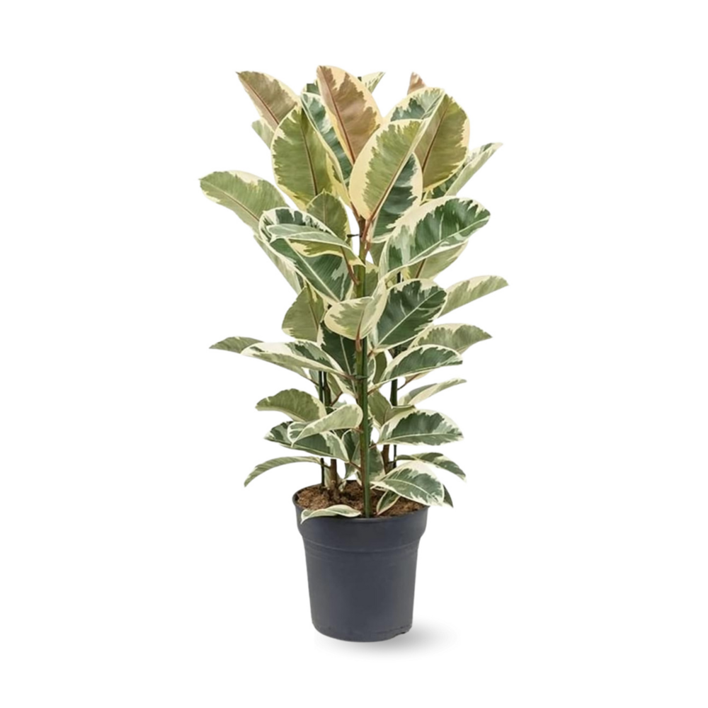 Ficus Elastica - Tineke - ↕ 70-80 cm - ⌀ 24 cm - plante d'intérieur
