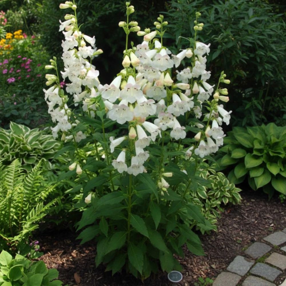 Penstemon pensham wedding day lot de 5 godets