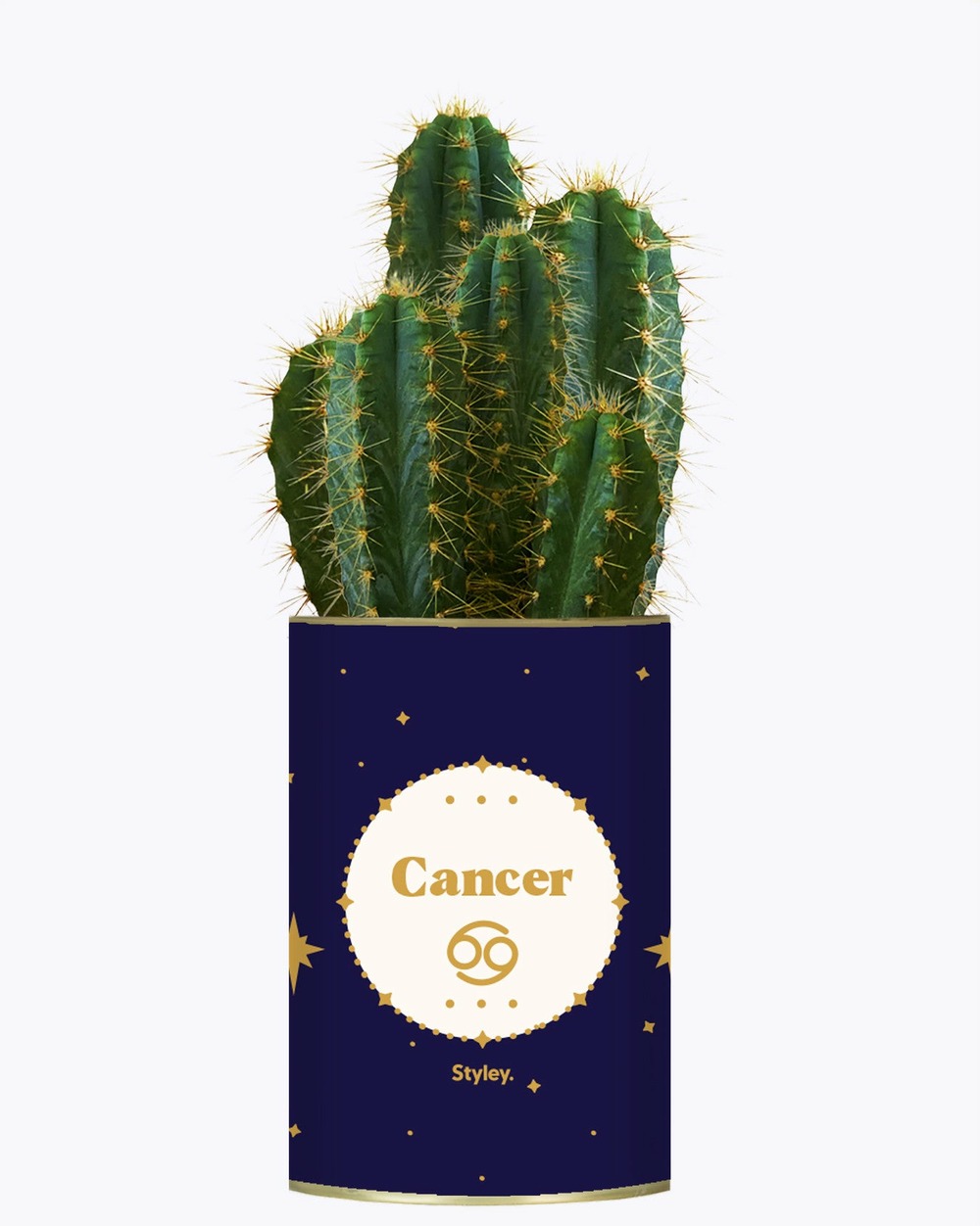 Idée cadeau - astrologie - plante zodiac