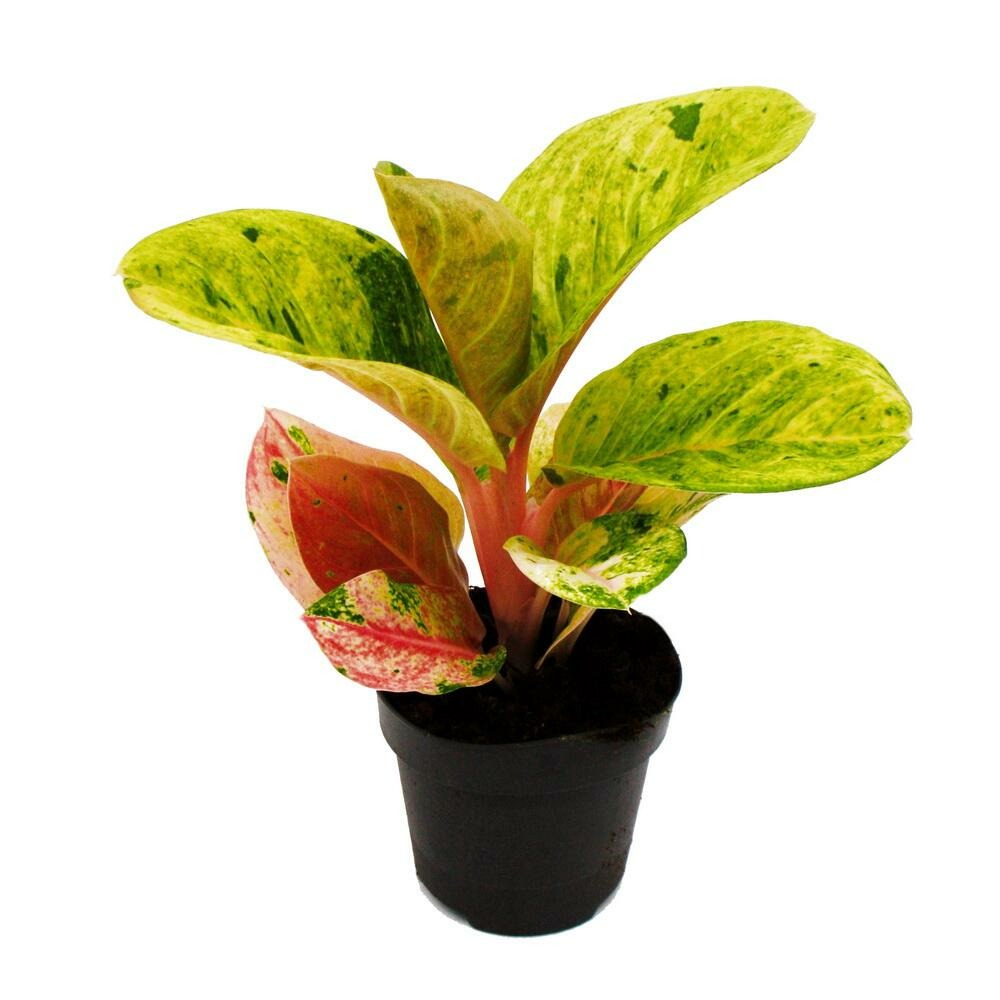 Aglaonema apple fantasy - filament d'épi bigarré - variétés originales - 12cm - hauteur environ 25-30cm