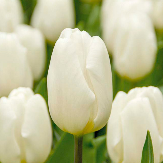 Mélange de 20 - tulipa - bulbes de tulipes - blanc - bulbes à fleurs - pousse jusqu'à 30-35 cm