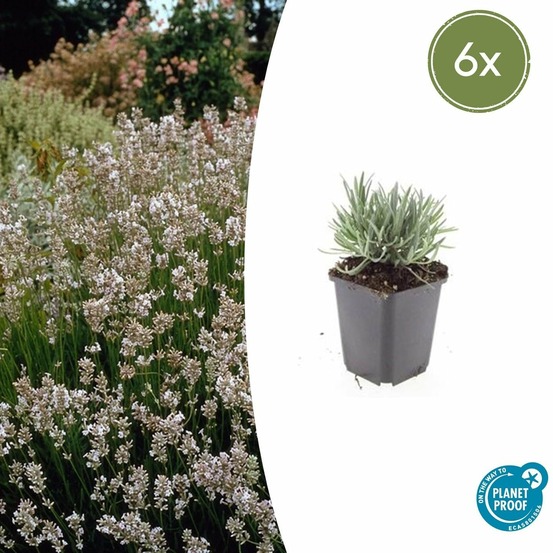 Lavande vraie blanche 'edelweiss' x6 – entre 0,38 et 0,5m2