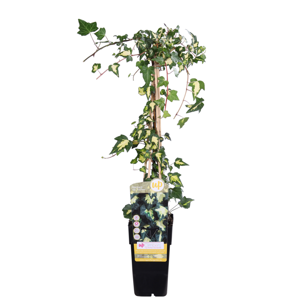 Hedera colchica 'dentata variegata' - h65 cm - ø15 cm