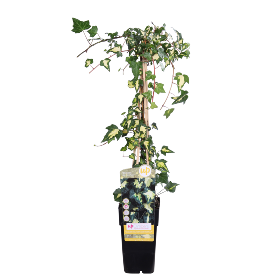 Hedera colchica 'dentata variegata' - h65 cm - ø15 cm