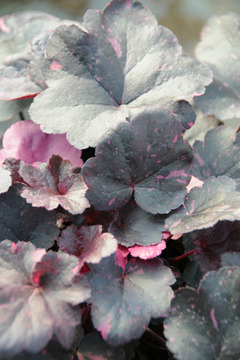 Heuchère 'midnight rose' - en pot de 3 litres