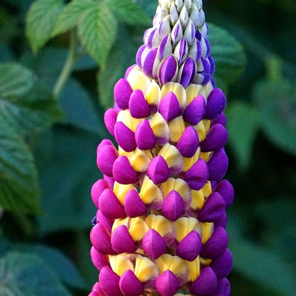 Lupin manhattan lights® lot de 9 godets