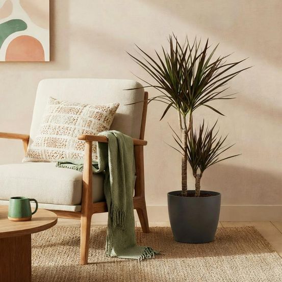 Dracaena magenta - arbre à sang de dragon - rouge - h95 cm