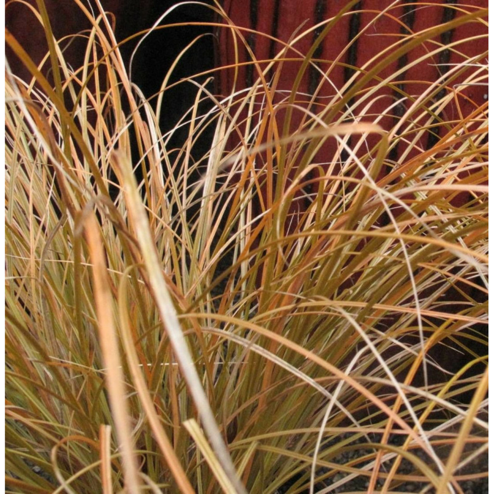 Laîche testacea prairie fire pot de 2l - 40/60 cm