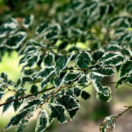 Orme de sibérie 'variegata' pot de 7,5l/10l