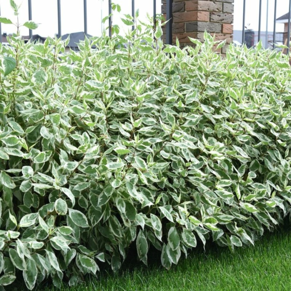 CORNOUILLER BLANC GF H13A25-(766447)