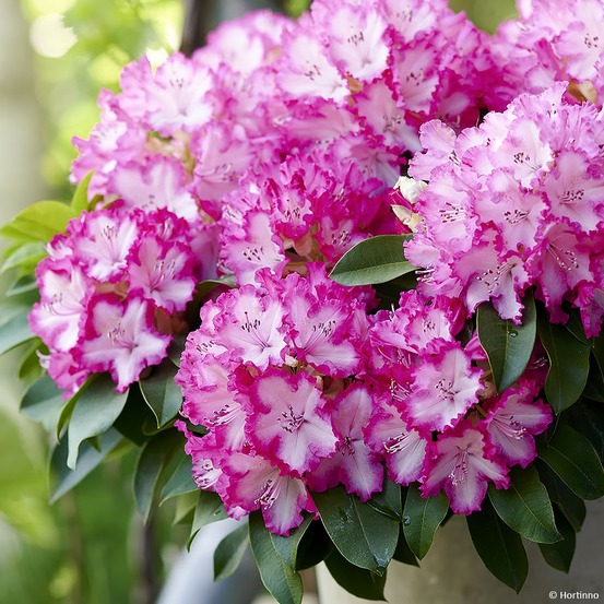 Rhododendron 'xxl' pot de 2l/3l