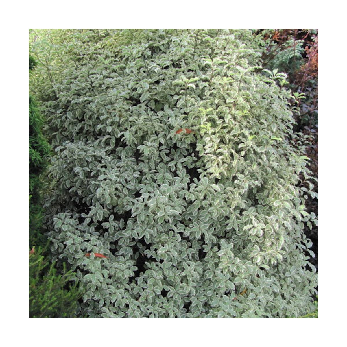 Pittospore à petites feuilles elisabeth/pittosporum tenuifolium elisabeth[-]pot de 7,5l - 60/80 cm