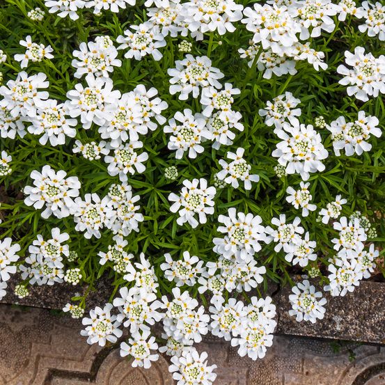 Corbeille d'argent, thlaspi 'snowflake' pot de 2l/3l