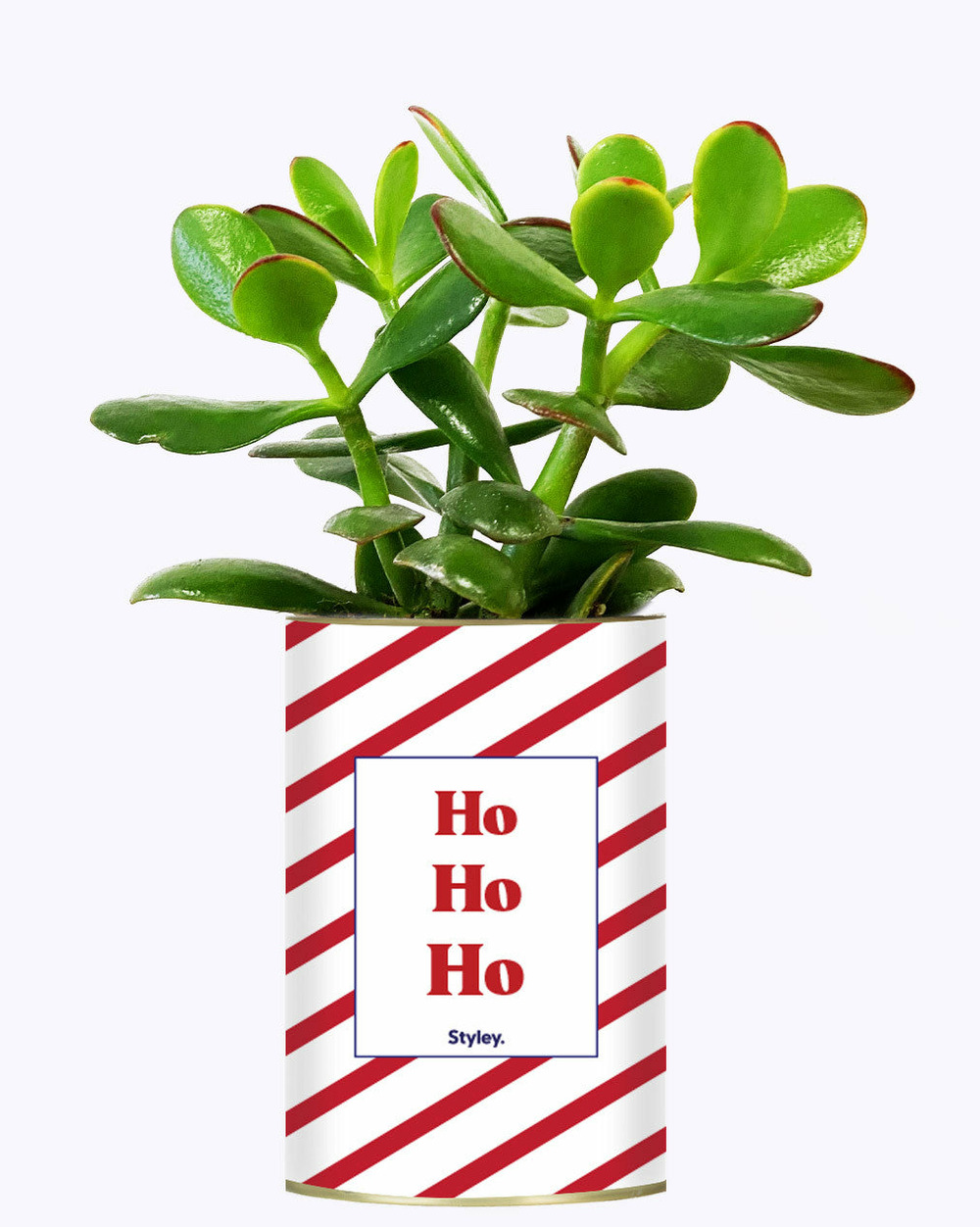Plante personnalisée - ho ho ho - cactus