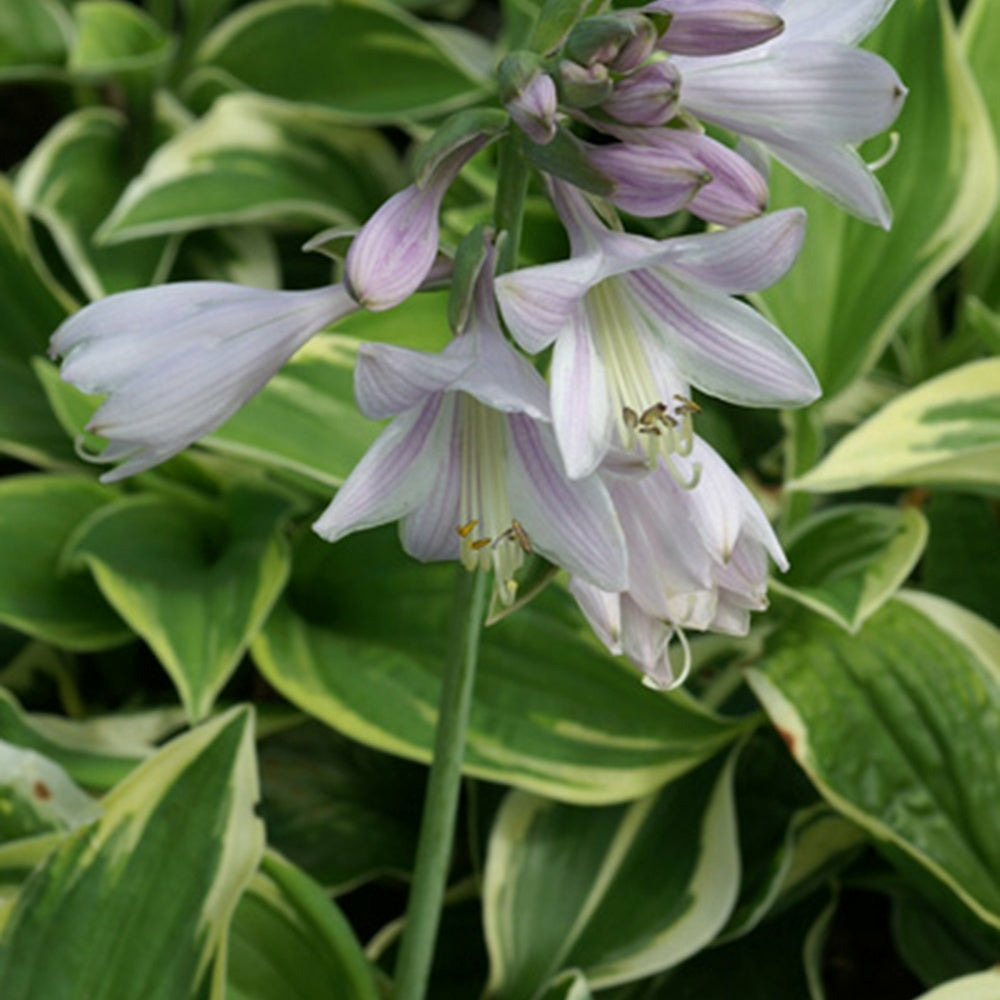 Hosta wide brim - le pot / ø 9cm