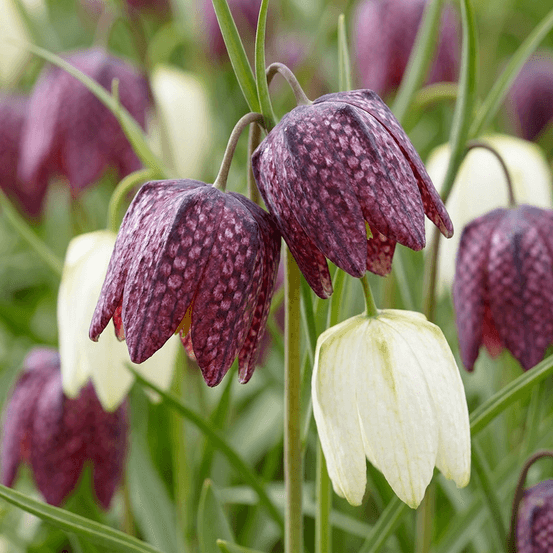 Fritillaire pintade en mélange (fritillaria) - calibre 6/7 - 120 bulbes
