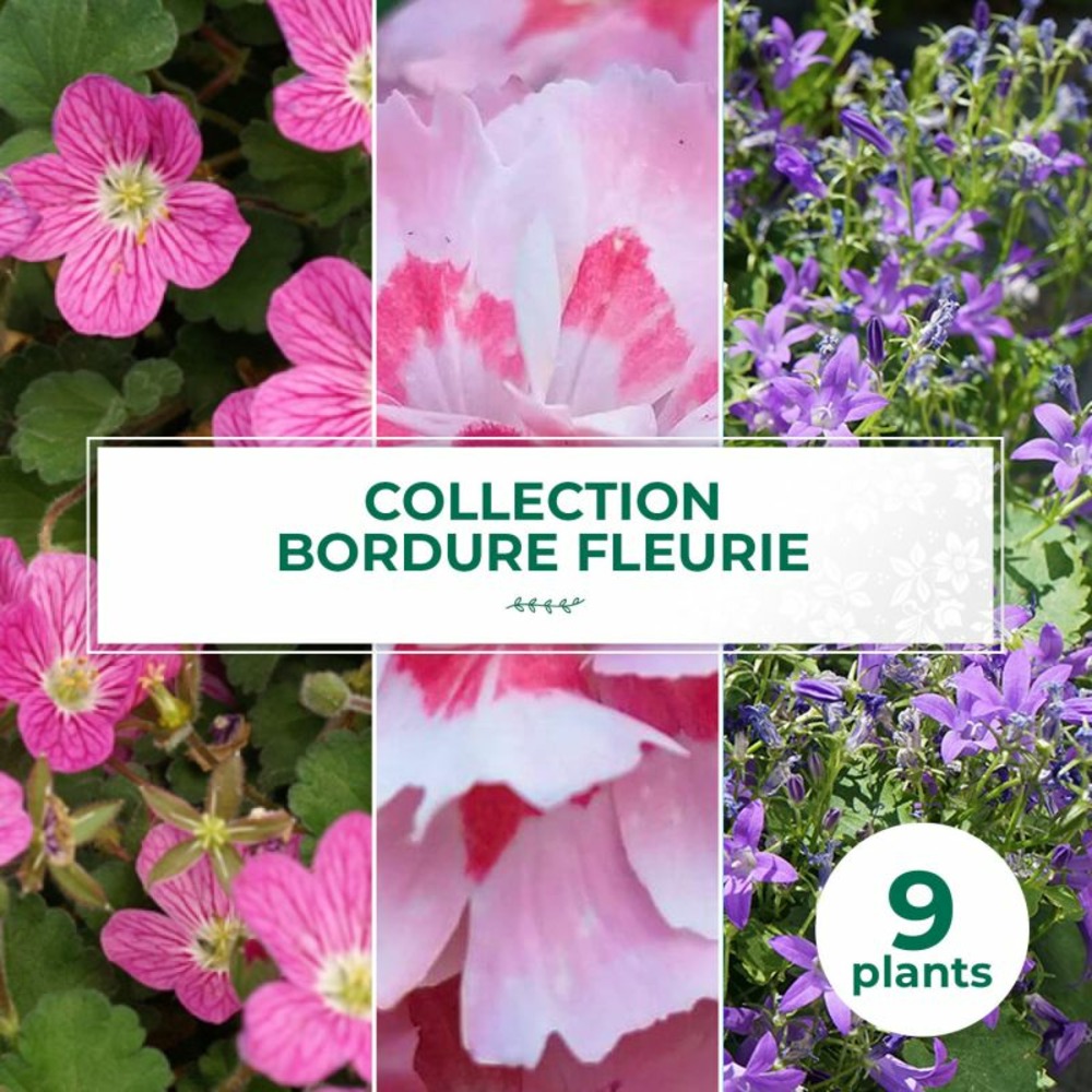 Collection de 9 vivaces pour bordure fleurie
