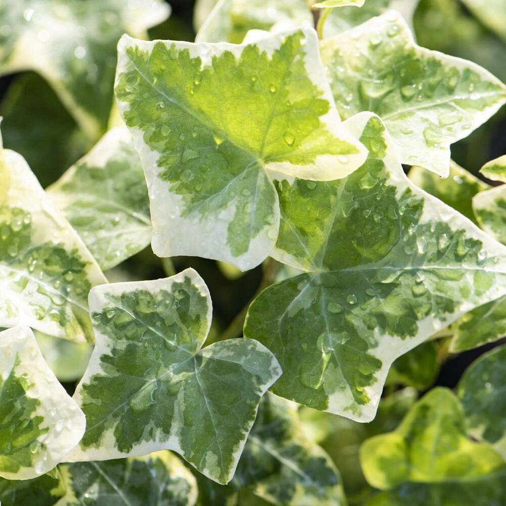 Lierre commun glacier - le pot / ø 9cm, vendu par lot de 2