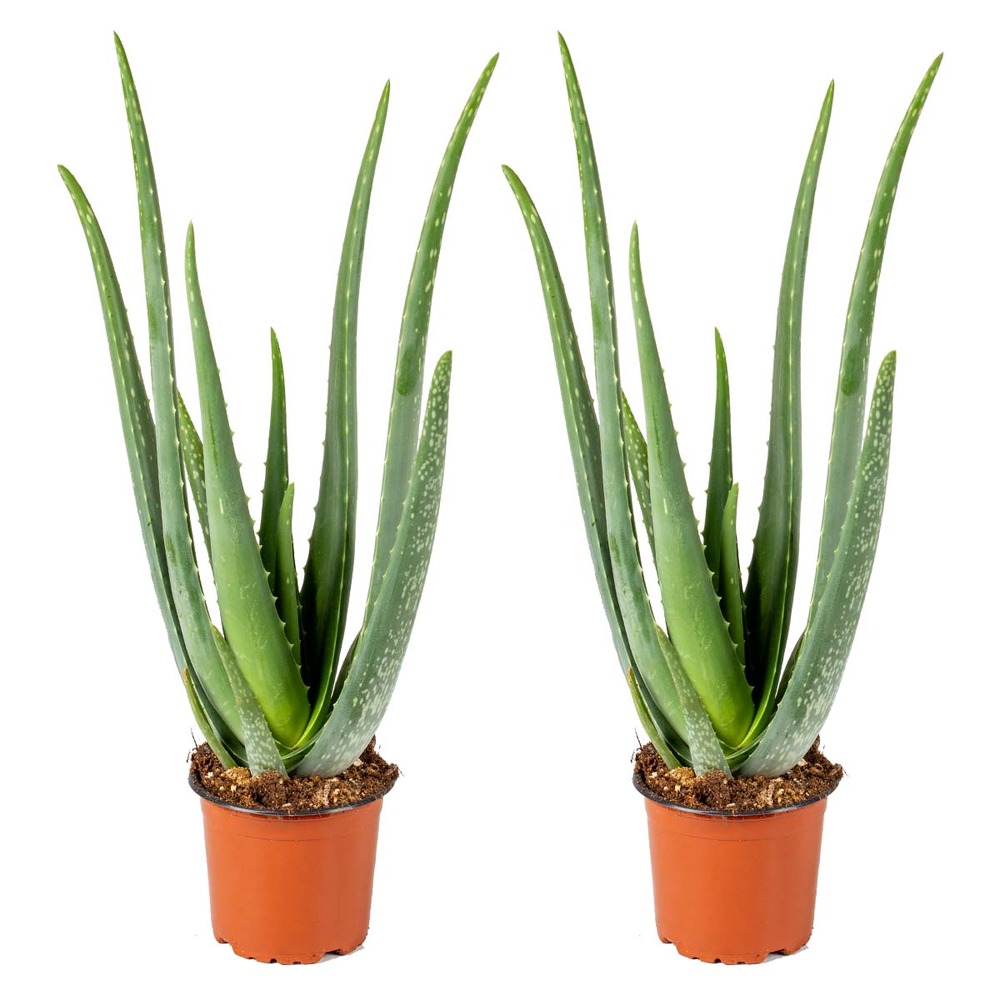 Lot de 2 - aloe vera - plantes d’intérieur - plantes grasses - hauteur 30-40 cm - pot 12 cm