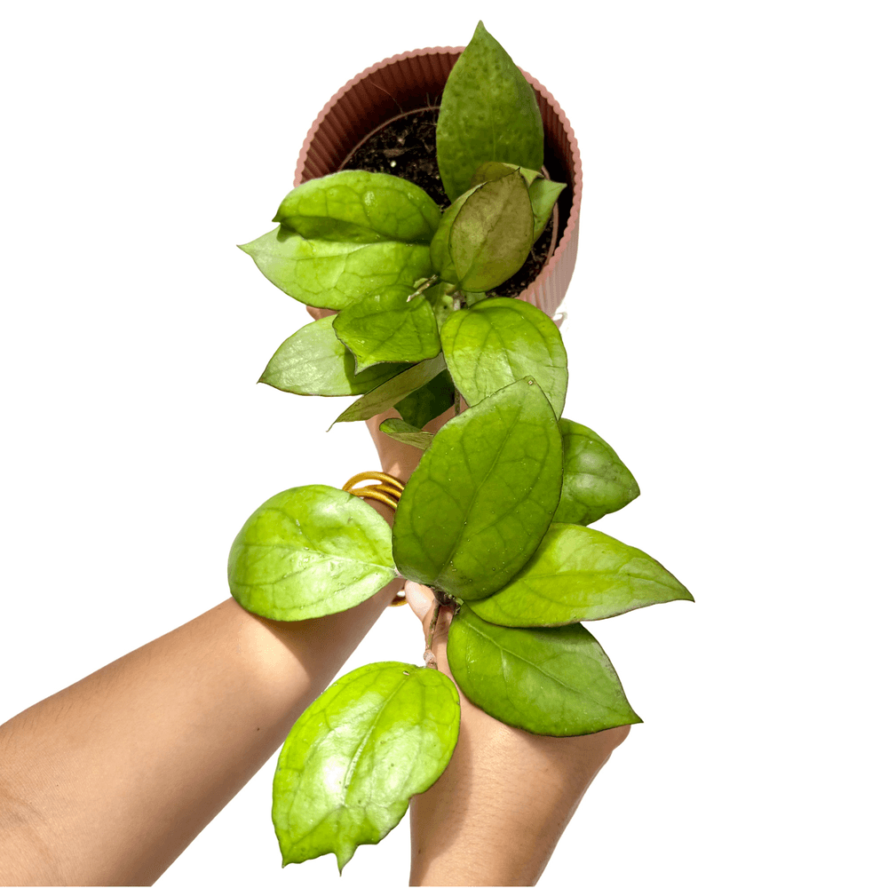 Hoya pmp176 'joy' x 'jennifer' - pot de 12cm - plantes d'intérieur