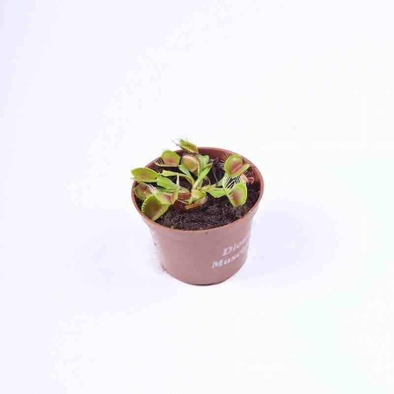 Dionaea muscipula (dionée, attrape-mouches de vénus) taille pot de 0.7 litre