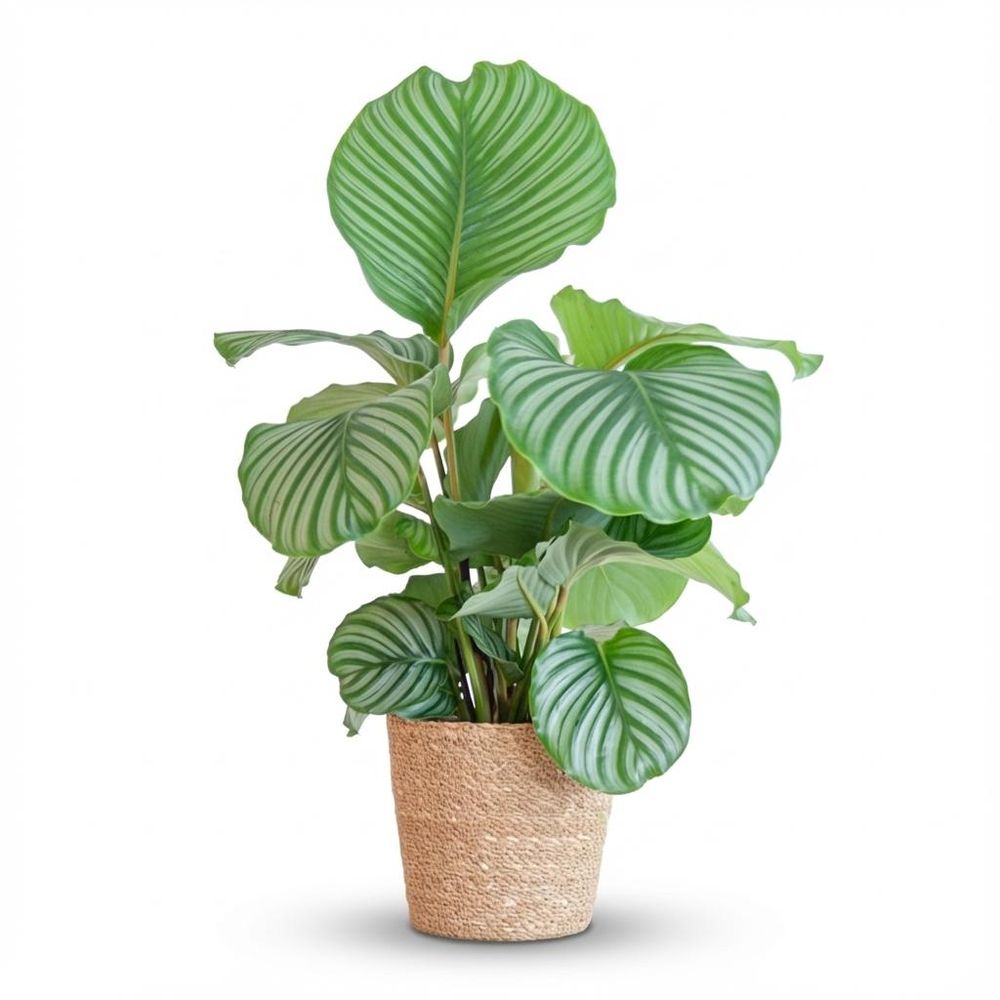 Calathea orbifolia - pot de 21cm - hauteur 60 - 70cm - plantes d'intérieur
