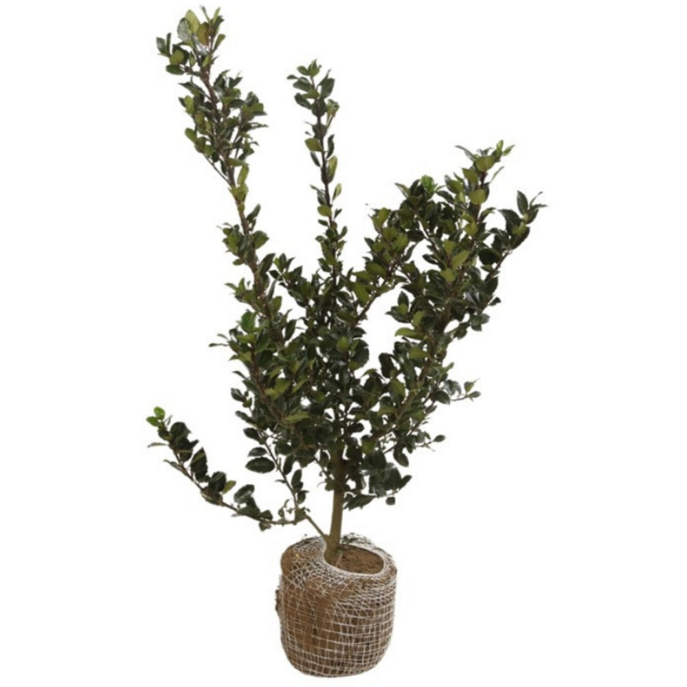 Houx meserveae blue prince - ilex meserveae blue prince 60cm