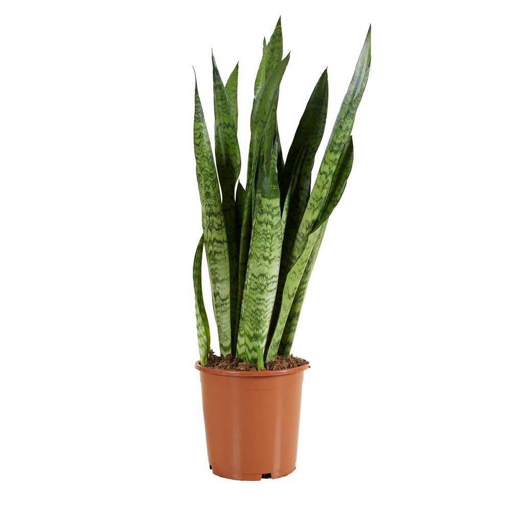 Sansevieria zeylanica - langue de belle-mère - plantes d'intérieur - h. 80-100 cm - p. 21 cm