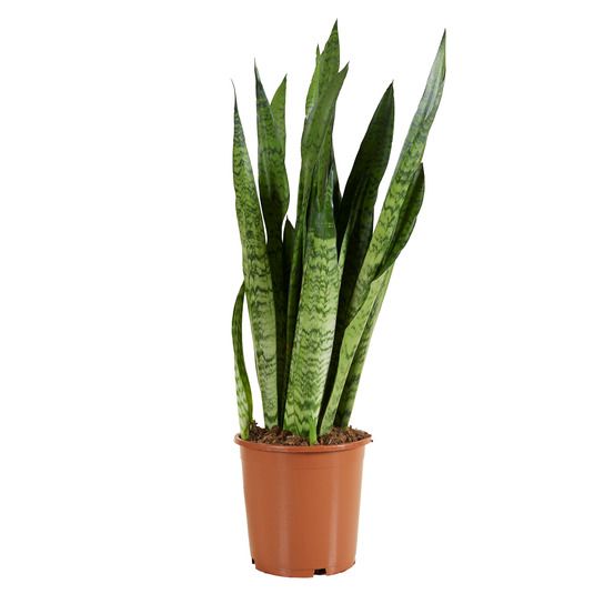 Sansevieria zeylanica - langue de belle-mère - plantes d'intérieur - h. 80-100 cm - p. 21 cm