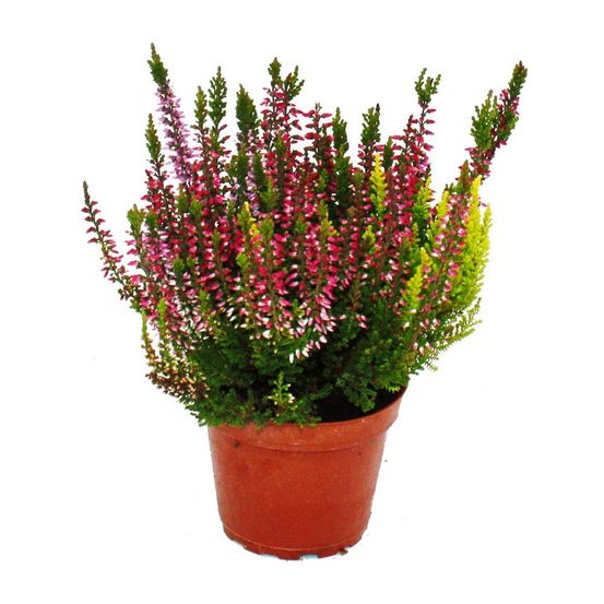 Calluna vulgaris multicolore - set de 3 plantes - bruyère à balai - bruyère - rustique - pot de 11cm - trois couleurs