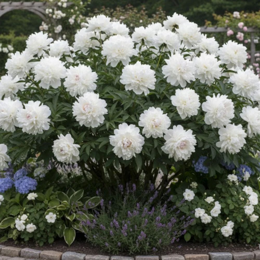 Pivoine herbacée blush queen pot de 2l - 10/20 cm