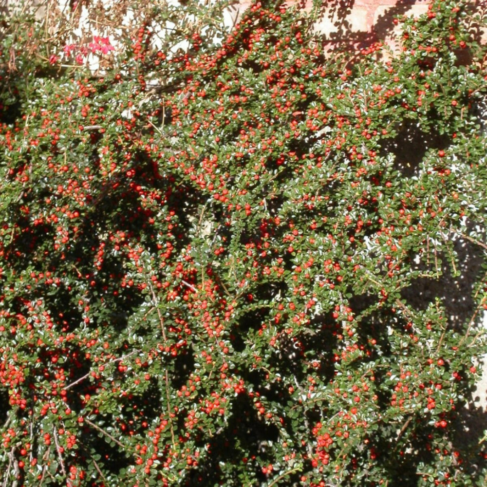 Cotoneaster rampant horizontalis, cotonéaster pot de 7,5l - 40/60 cm