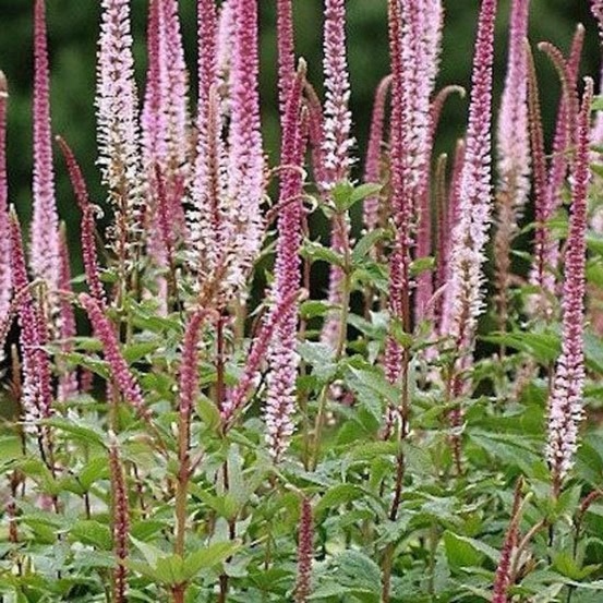 Véronique en épis 'rosea' godet de 8/9 cm